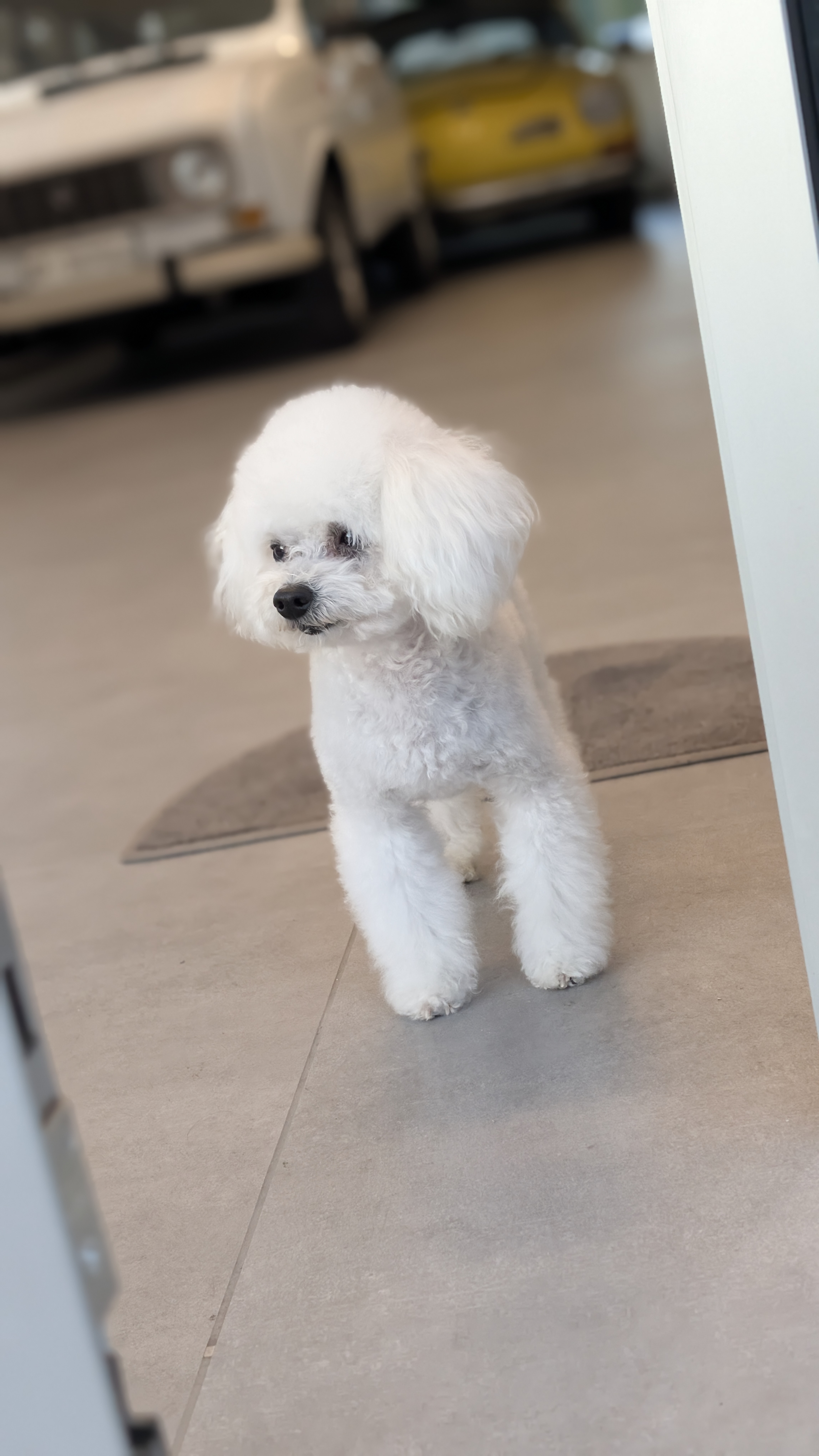 Rocco, Barboncino toy